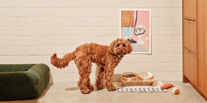 Fresh Dog Food vs Kibble: What Every Pet Parent Should Know