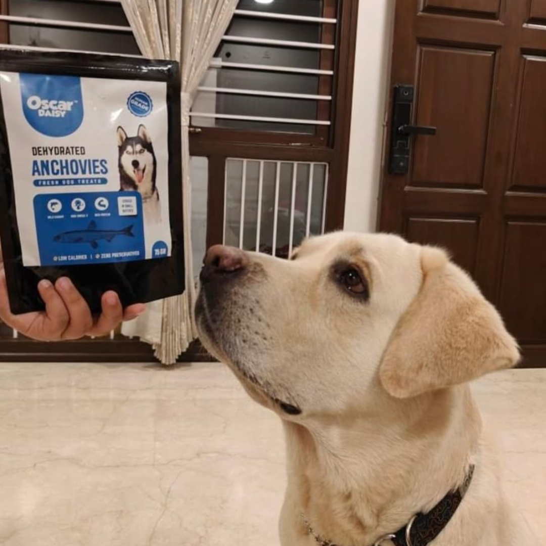 Dog looking at a package of Oscar Daisy dehydrated dog treats