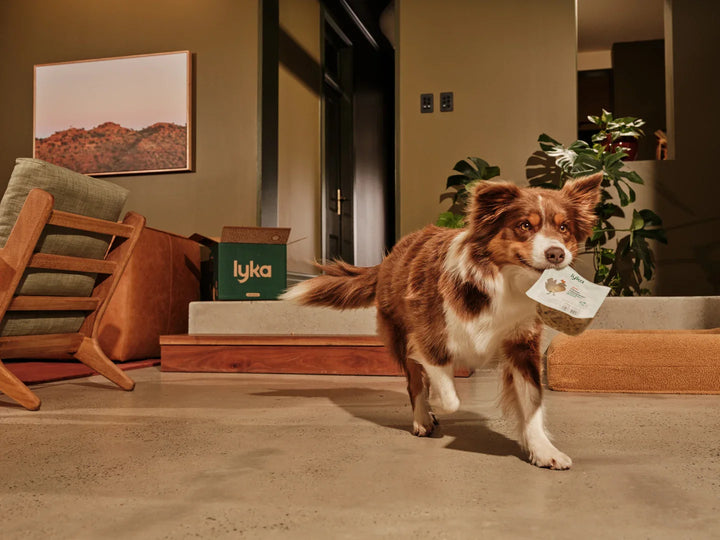 Dog Training Basics: 7 Essential Commands Every Pet Should Learn