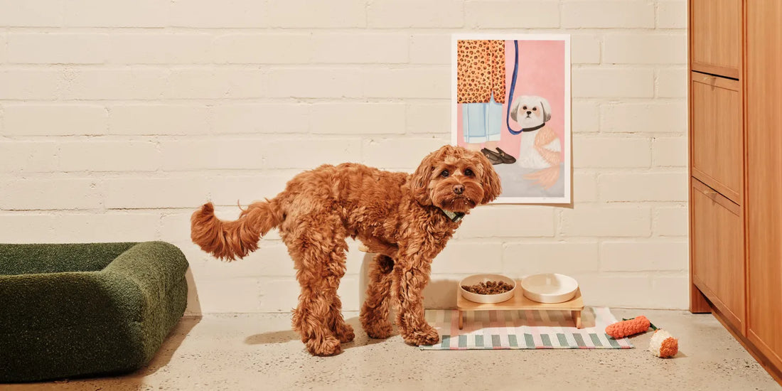 Fresh Dog Food vs Kibble: What Every Pet Parent Should Know