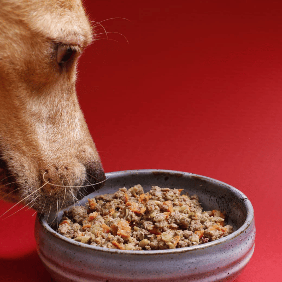 Dog eating Oscar Daisy dog food from a bowl against a red background