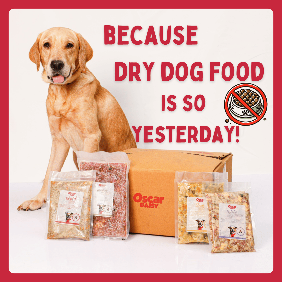 Dog sitting next to Oscar Daisy pet food products with text 'Because dry dog food is so yesterday!'.