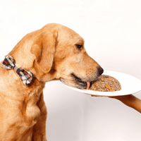 Dog with a checkered collar looking at a plate of Oscar Daisy dog food on a white background