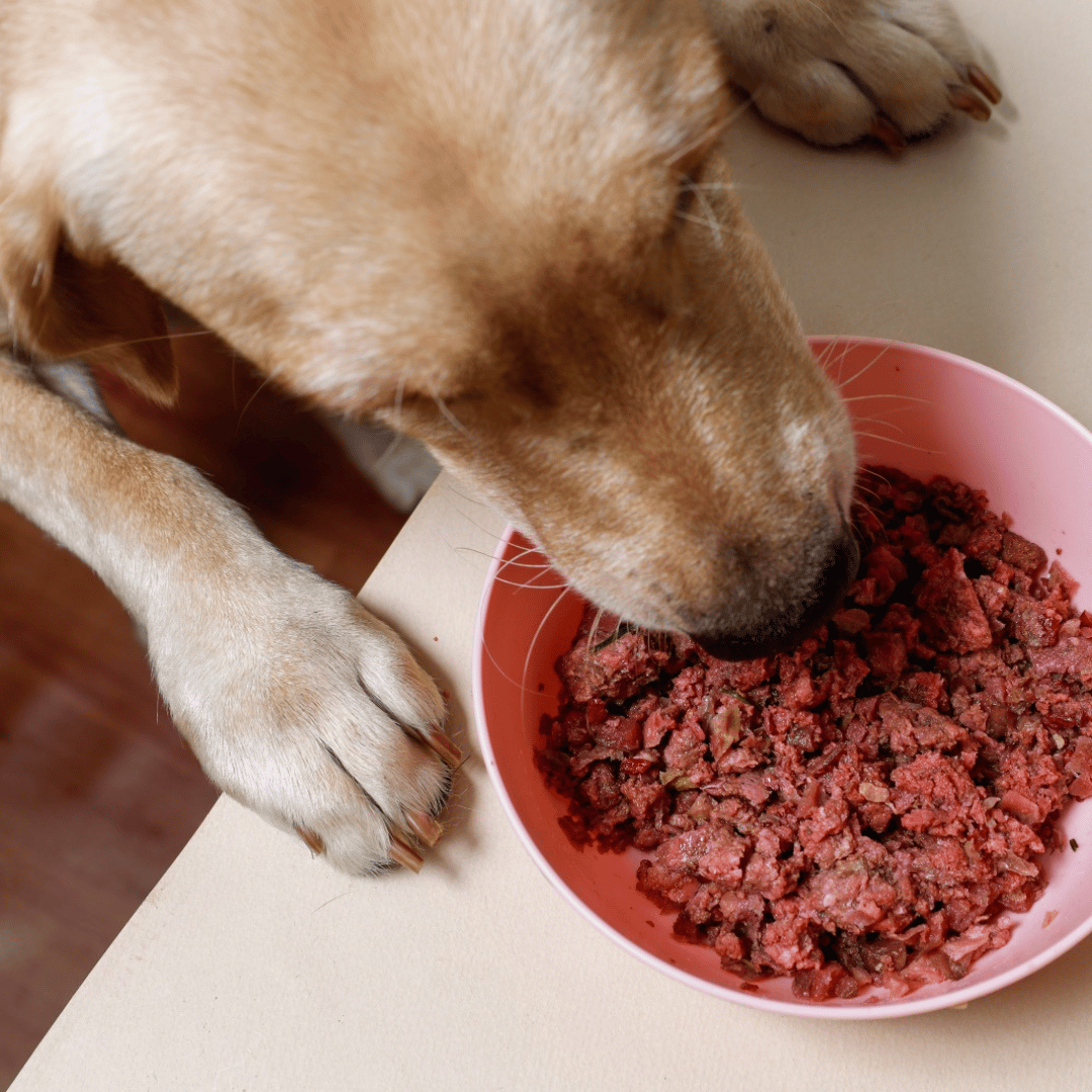 Dog eating from a pink bowl filled with Oscar Daisy dog food on a light-colored surface.