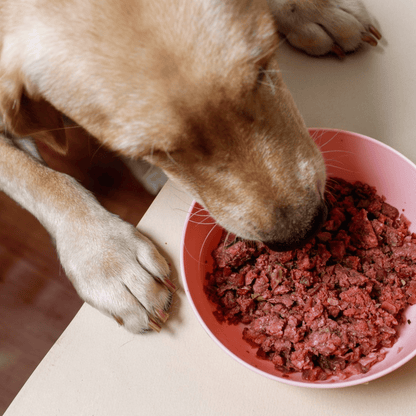 Dog eating from a pink bowl filled with Oscar Daisy dog food on a light-colored surface.