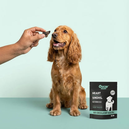 Dog sitting next to a package of Oscar Daisy dog treats on a light blue background