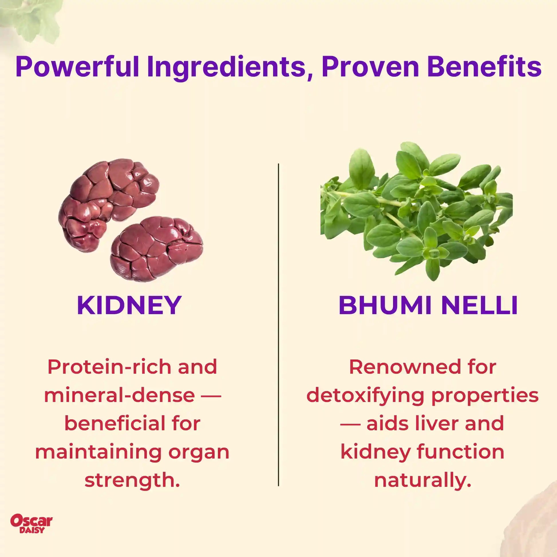 Infographic about ingredients with images of kidneys and bhumi neeli, and text about their benefits.