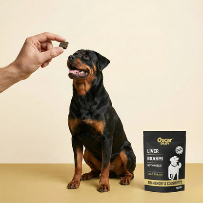 Dog sitting next to a box of Oscar Daisy dog treats on a beige background