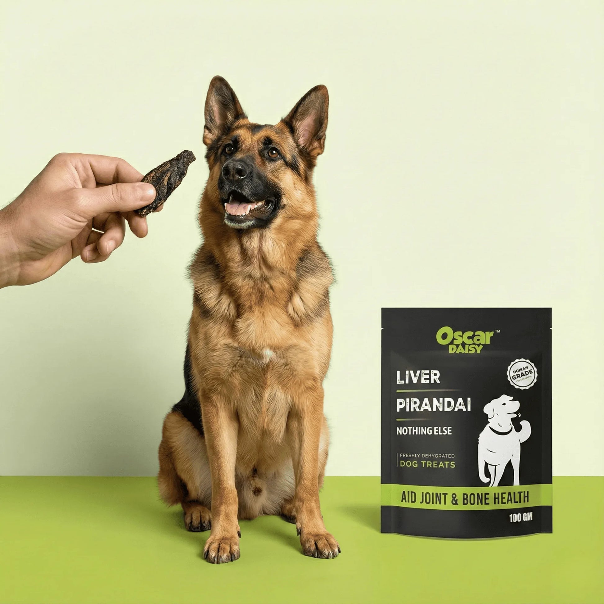 Hand offering Oscar Daisy Liver Pirandai treat to happy German Shepherd with treat pouch on green floor, light green background