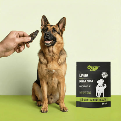 Hand offering Oscar Daisy Liver Pirandai treat to happy German Shepherd with treat pouch on green floor, light green background