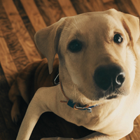 Close-up of a dog with a collar, sitting on a wooden floor.