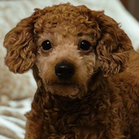 Brown curly-haired dog with a soft focus background