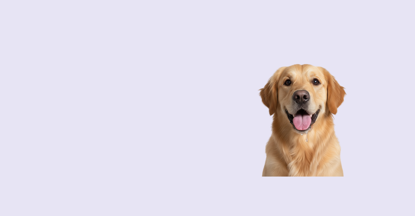 Oscar Daisy dog food homepage banner with a Golden retriever dog with a happy expression on a light gray background