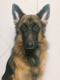 German Shepherd dog on a white tiled floor