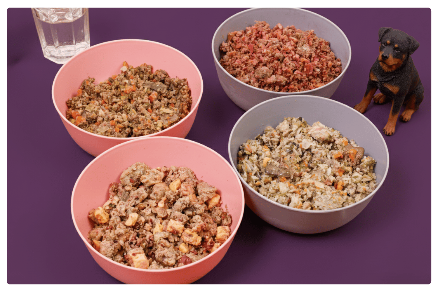 Four bowls of Oscar Daisy dog food on a purple background with a dog watching.