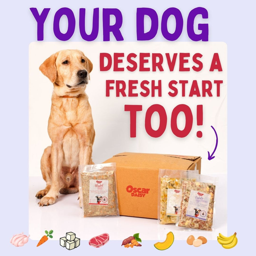 Dog sitting next to a box labeled 'Oscar Daisy' with text 'Your dog deserves a fresh start too!' on a light purple background.